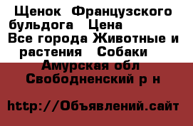 Щенок  Французского бульдога › Цена ­ 35 000 - Все города Животные и растения » Собаки   . Амурская обл.,Свободненский р-н